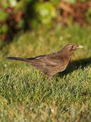 A female Blackbird (Turdus merula) perched on a wooden fence panel
