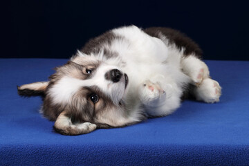 Cute little playful welsh corgi pembroke puppy lying on blue background