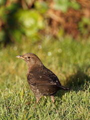 A female Blackbird (Turdus merula) perched on a wooden fence panel