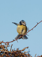 A Eurasian Blue tit (Cyanistes caeruleus) perched on thorny hedge
