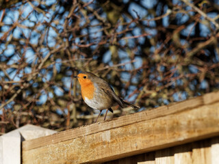 A European Robin (Erithacus rubecula) perched on wooden fence panel