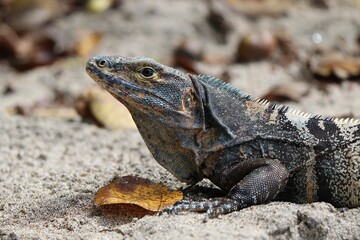 iguana on a rock