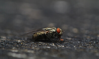 close up of fly
