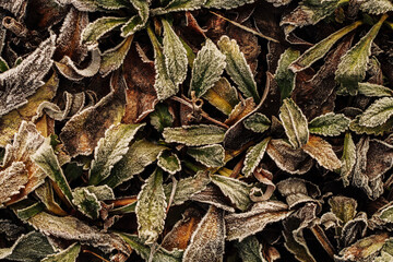 Fallen brown leaves of tree covered with frost and ice, abstract nature background
