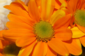 orange flowers brighten the day