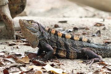 iguana on the rock