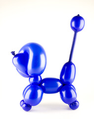 a twisted dog. blue poodle on a white background
