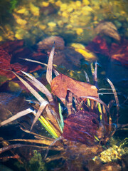 Autumnal leaf is half frozen in the ice on a lake