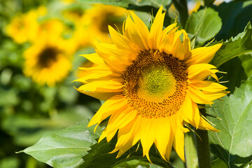 sunflowers, territory of Eastern Europe