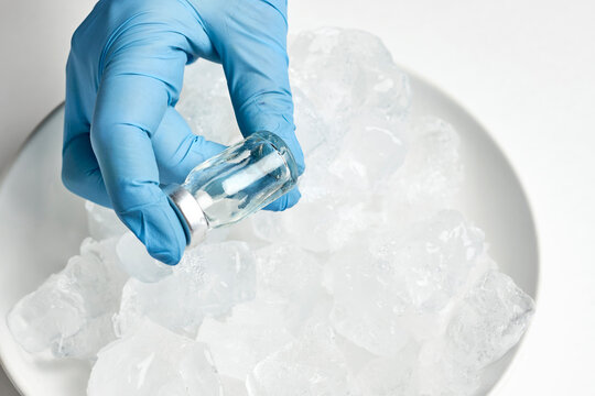 A Doctor Taking A Vaccine Vial From Cold Refrigerator And Prepare Injection. Vials On The Ice. Long-term Storage Of Covid-19 Vaccine. Coronavirus Vaccine Vials Kept In Cold Storage Temperature