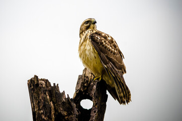 Common Harrier (Geranoaetus polyosoma)