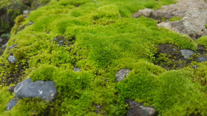 moss on the rocks.suitable for background and wallpaper