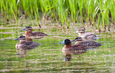 Maskerstekelstaart, Masked Duck, Nomonyx dominicus