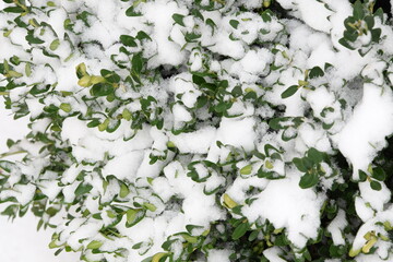 Boxwood under snow, beautiful winter background