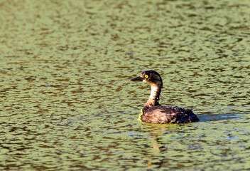Amerikaanse Dodaars, Least Grebe, Tachybaptus dominicus