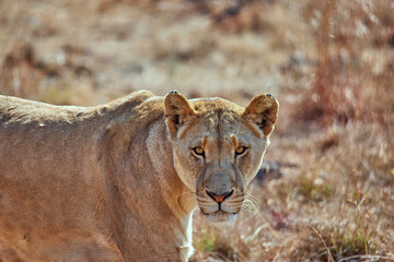 Face of an African Lioness close up 