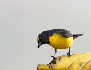 Vuurbuikorganist, Ornage-bellied Euphonia, Euphonia xanthogaster