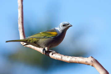 Goudschubtangare, Golden-chevroned Tanager, Tangara ornata