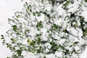 Boxwood under snow, beautiful winter background