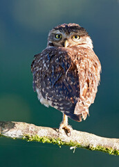 Holenuil, Burrowing Owl, Athene cunicularia