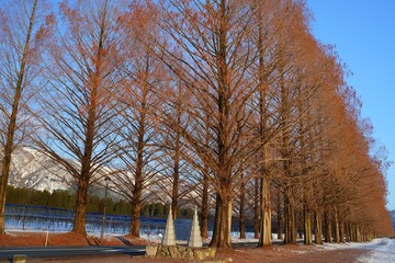 マキノ高原　メタセコイア並木　Metasequoia avenue, winter, snow, walkway,japan, makino,shiga,japan,drive,travel　（滋賀県高島市マキノ町））