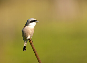 Grauwe Klauwier; Red-backed Shrike; Lanius collurio