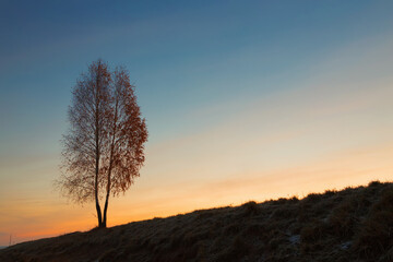 lonely tree by the road at dawn