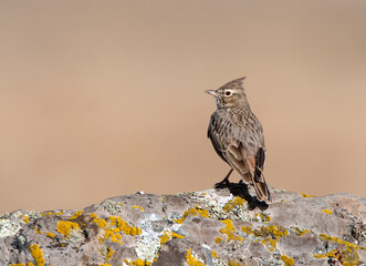 Theklaleeuwerik, Thekla Lark, Galerida theklae theklae