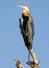 African Darter, Afrikaanse Slangenhalsvogel, Anhinga rufa