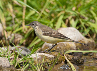 Gele Kwikstaart, Yellow Wagtail, Motacilla flava