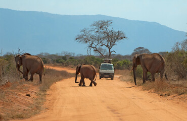 Afrikaanse Olifant, African Elephant, Loxodonta africana