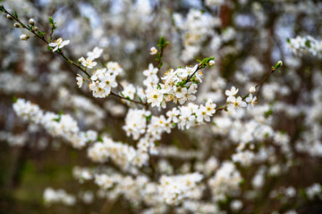 Cherry tree with blossoming flowers.