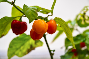 Peppers growing on bush.