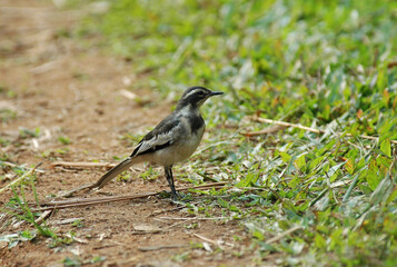 Afrikaanse Bonte Kwikstaart, African Pied Wagtail, Motacilla aguimp