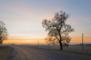 Fototapeta na wymiar lonely tree by the road at dawn