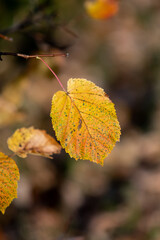 Autumn leaves on the sun. Fall blurred background.