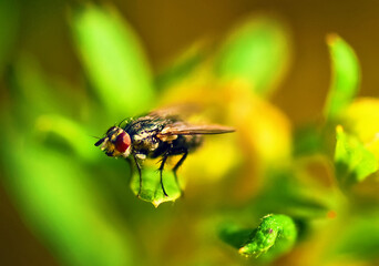 Detail of fly head and body on blurred green-yellow flower.