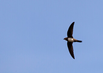 Alpengierzwaluw, Apline Swift; Apus maelba;