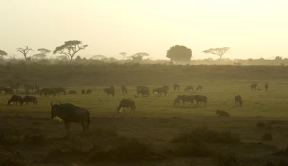 Foto auf Leinwand Landschap Amboseli, Landscape Amboseli © AGAMI