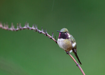 Amethistboself, Amethyst Woodstar, Calliphlox amethystina