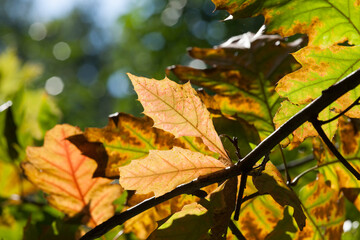 changing color oak in the autumn season