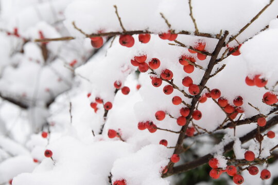 Cotoneaster fruits under snow, winter background with red fruits and snow