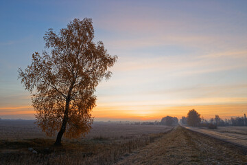 Fototapeta na wymiar lonely tree by the road at dawn