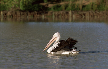 Australian Pelican, Brilpelikaan, Pelecanus conspicillatus