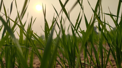 Obraz premium Wheat crop leaves with blurred sunset view in background
