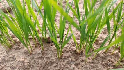 Germinating plants of wheat crop