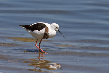 Banded Stilt, Bandsteltkluut, Cladorhynchus leucocephalus