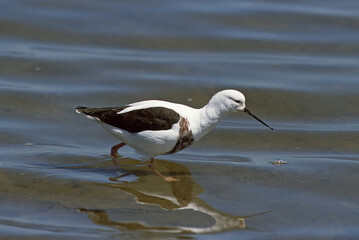 Banded Stilt, Bandsteltkluut, Cladorhynchus leucocephalus