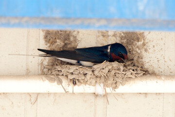 Boerenzwaluw; Barn Swallow; Hirundo rustica