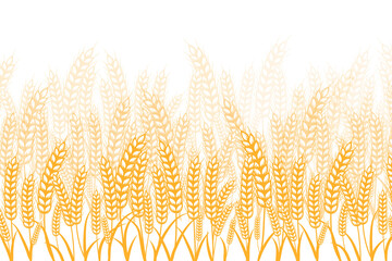 Field of Wheat , Barley, oat or rye on a white background. Vector illustration.